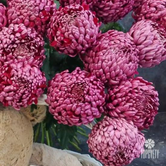 Букет из 15 бордовых хризантем Гилберт Пёрпл 