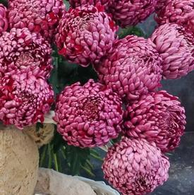 Букет из 15 бордовых хризантем Гилберт Пёрпл 