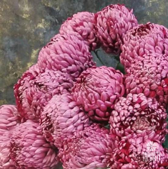 Букет из 15 бордовых хризантем Гилберт Пёрпл 