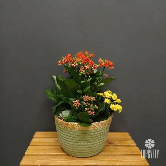 Композиция из каланхое и суккулента Цветочная гармония в корзине 