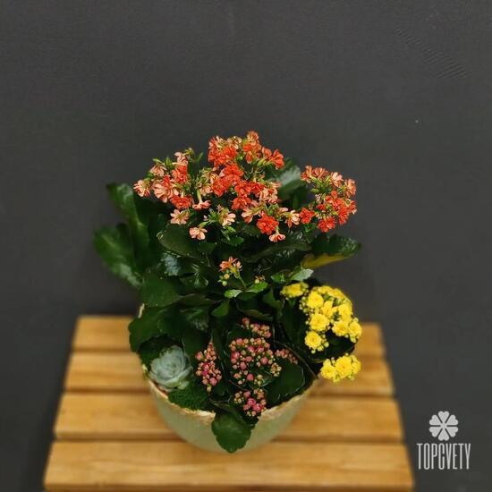 Композиция из каланхое и суккулента Цветочная гармония в корзине 