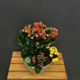 Композиция из каланхое и суккулента Цветочная гармония в корзине 