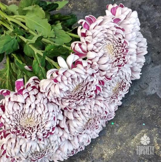 Букет из 15 бело-сиреневых хризантем Олебо Вайлет