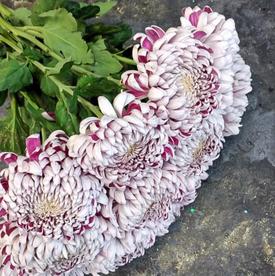 Букет из 15 бело-сиреневых хризантем Олебо Вайлет