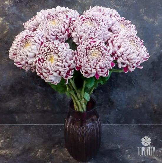 Букет из 15 бело-сиреневых хризантем Олебо Вайлет