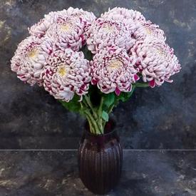 Букет из 15 бело-сиреневых хризантем Олебо Вайлет