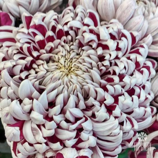 Букет из 15 бело-сиреневых хризантем Олебо Вайлет