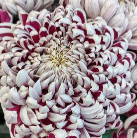 Букет из 15 бело-сиреневых хризантем Олебо Вайлет