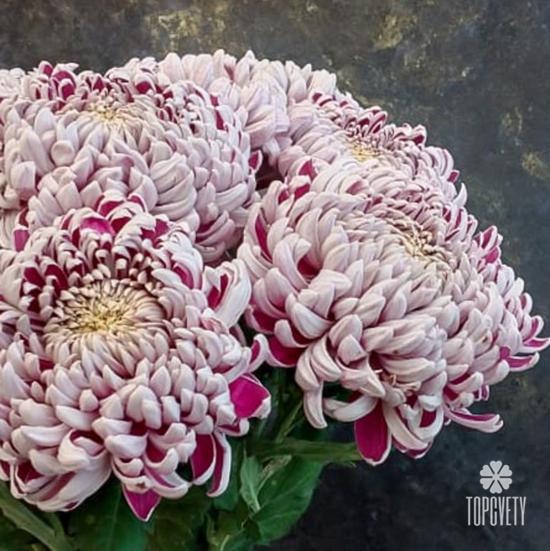 Букет из 15 бело-сиреневых хризантем Олебо Вайлет