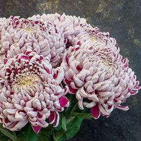 Букет из 15 бело-сиреневых хризантем Олебо Вайлет