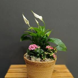 Композиция из горшечных растений Цветочное трио 
