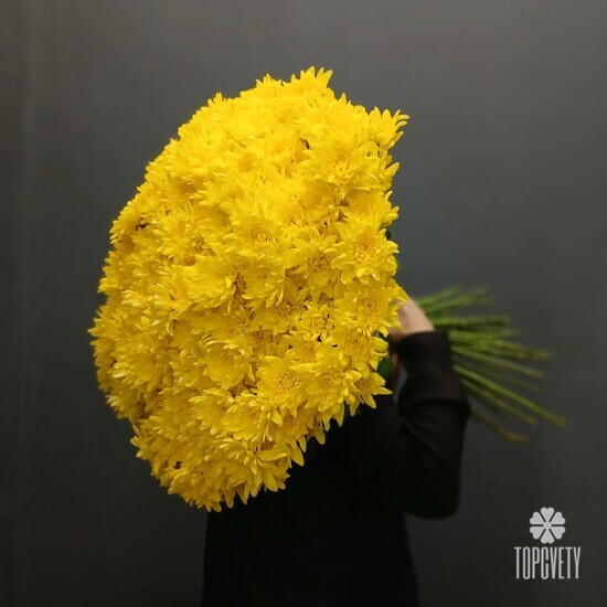 Букет из 51 жёлтых кустовых хризантем- копия