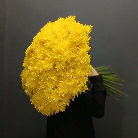 Букет из 51 жёлтых кустовых хризантем- копия
