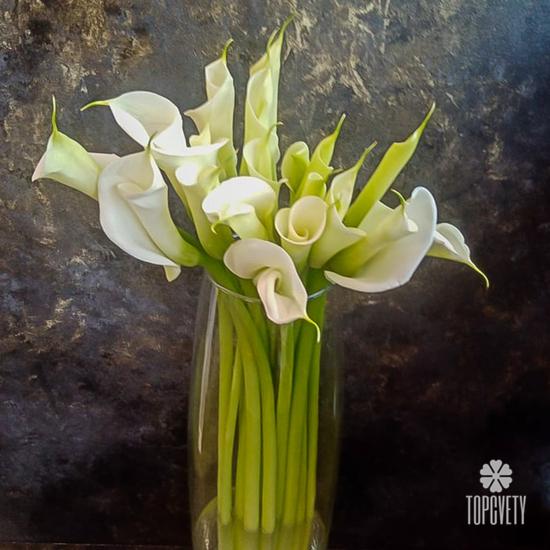 Букет из 15 белых калл