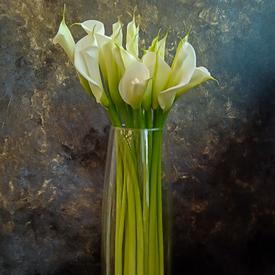 Букет из 15 белых калл