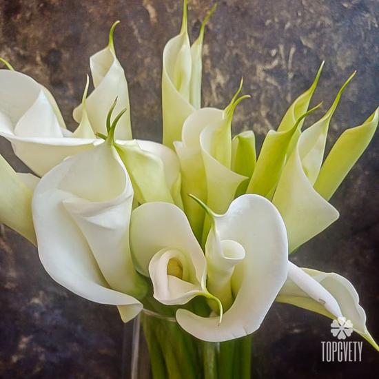 Букет из 15 белых калл