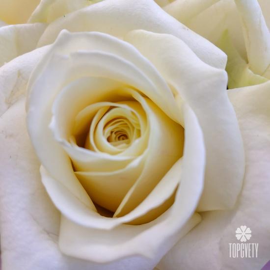 Букет из 25 белых роз в коробке