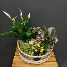 Композиция из горшечных растений  Пастораль