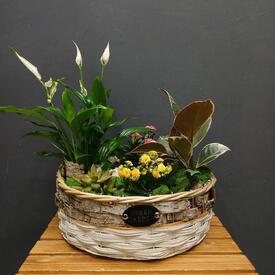 Композиция из горшечных растений  Пастораль