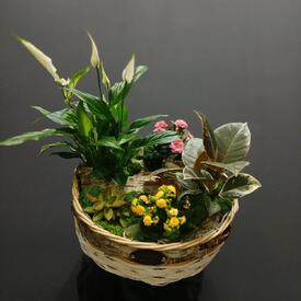 Композиция из горшечных растений  Пастораль