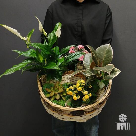 Композиция из горшечных растений  Пастораль