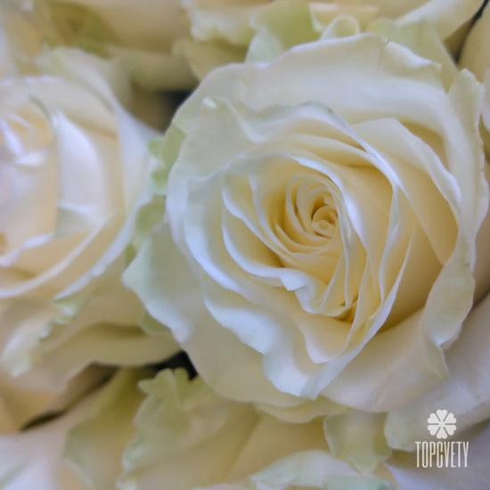 Букет из 25 белых роз Мондиаль 80см