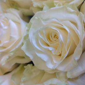 Букет из 25 белых роз Мондиаль 80см
