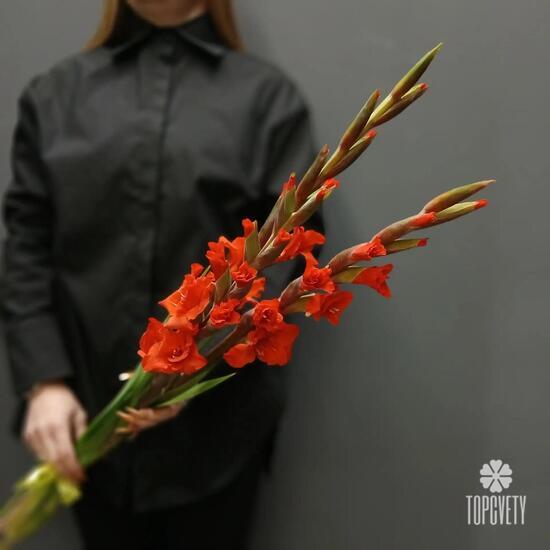 Букет из 3 красных гладиолусов