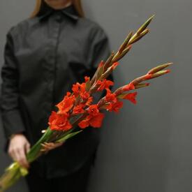 Букет из 3 красных гладиолусов