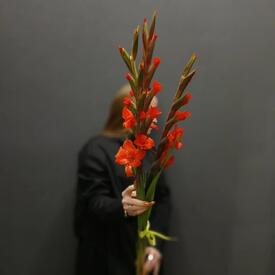 Букет из 3 красных гладиолусов