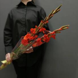 Букет из 3 красных гладиолусов