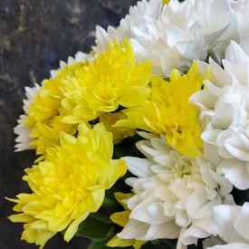 Букет из 15 кустовых хризантем микс