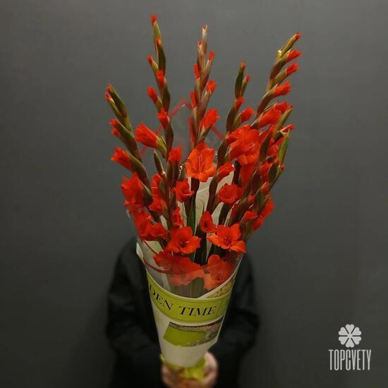 Букет из 9 красных гладиолусов