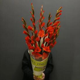 Букет из 9 красных гладиолусов