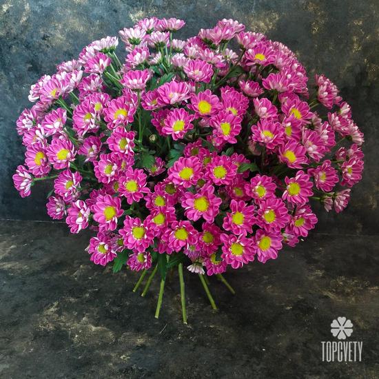 Букет из 21 розовой кустовой хризантемы Сантини №205