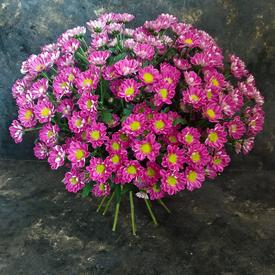 Букет из 21 розовой кустовой хризантемы Сантини №205