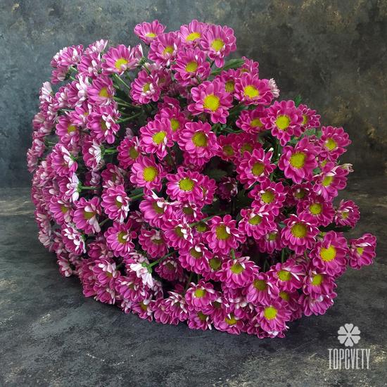 Букет из 21 розовой кустовой хризантемы Сантини №205