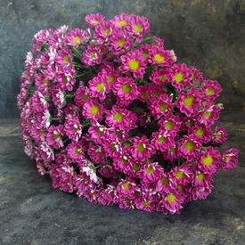 Букет из 21 розовой кустовой хризантемы Сантини №205