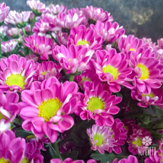 Букет из 21 розовой кустовой хризантемы Сантини №205