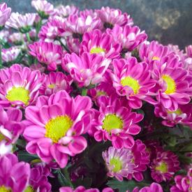 Букет из 21 розовой кустовой хризантемы Сантини №205