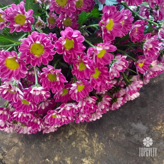 Букет из 21 розовой кустовой хризантемы Сантини №205