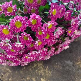 Букет из 21 розовой кустовой хризантемы Сантини №205