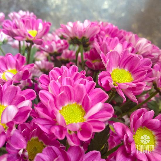 Букет из 21 розовой кустовой хризантемы Сантини №205