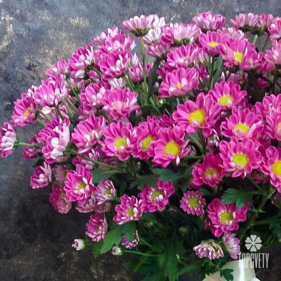 Букет из 21 розовой кустовой хризантемы Сантини №205