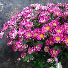 Букет из 21 розовой кустовой хризантемы Сантини №205