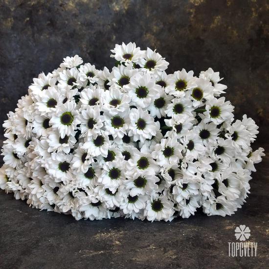 Букет из 21 белой кустовой хризантемы Сантини №203
