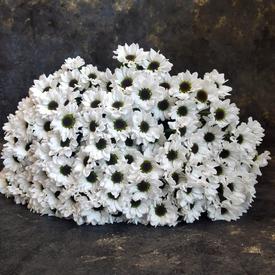 Букет из 21 белой кустовой хризантемы Сантини №203