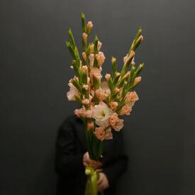 Букет из 7 розовых гладиолусов