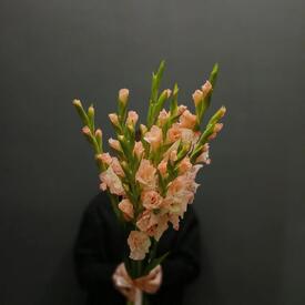 Букет из 9 розовых гладиолусов