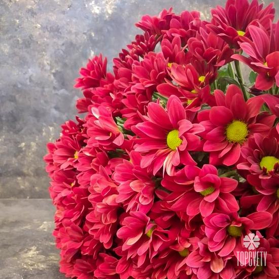 Букет из 15 красных кустовых хризантем